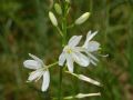 Anthericum ramosum